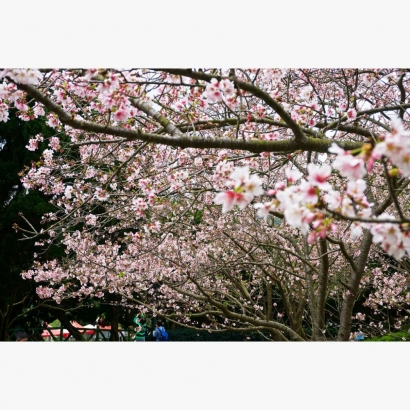 陽明山花季與四季特色 陽明山一年四季都非常值得造訪，2 到3 月的陽明山花季賞櫻，3 到4 月可以到竹子湖一帶採海芋，5 到6 月則有非常華麗澎湃的繡球花季，10 到12 月蕭索的芒草景色更是引人入勝！